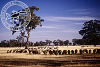 Sheep