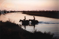 Swimming Colts